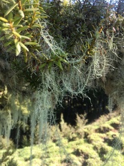 Usnea angulata