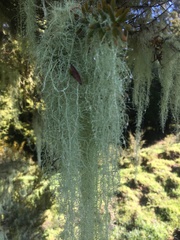 Usnea angulata
