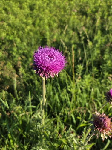 musk thistle