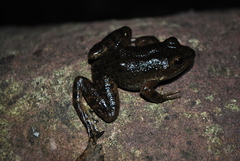 Lithobates psilonota