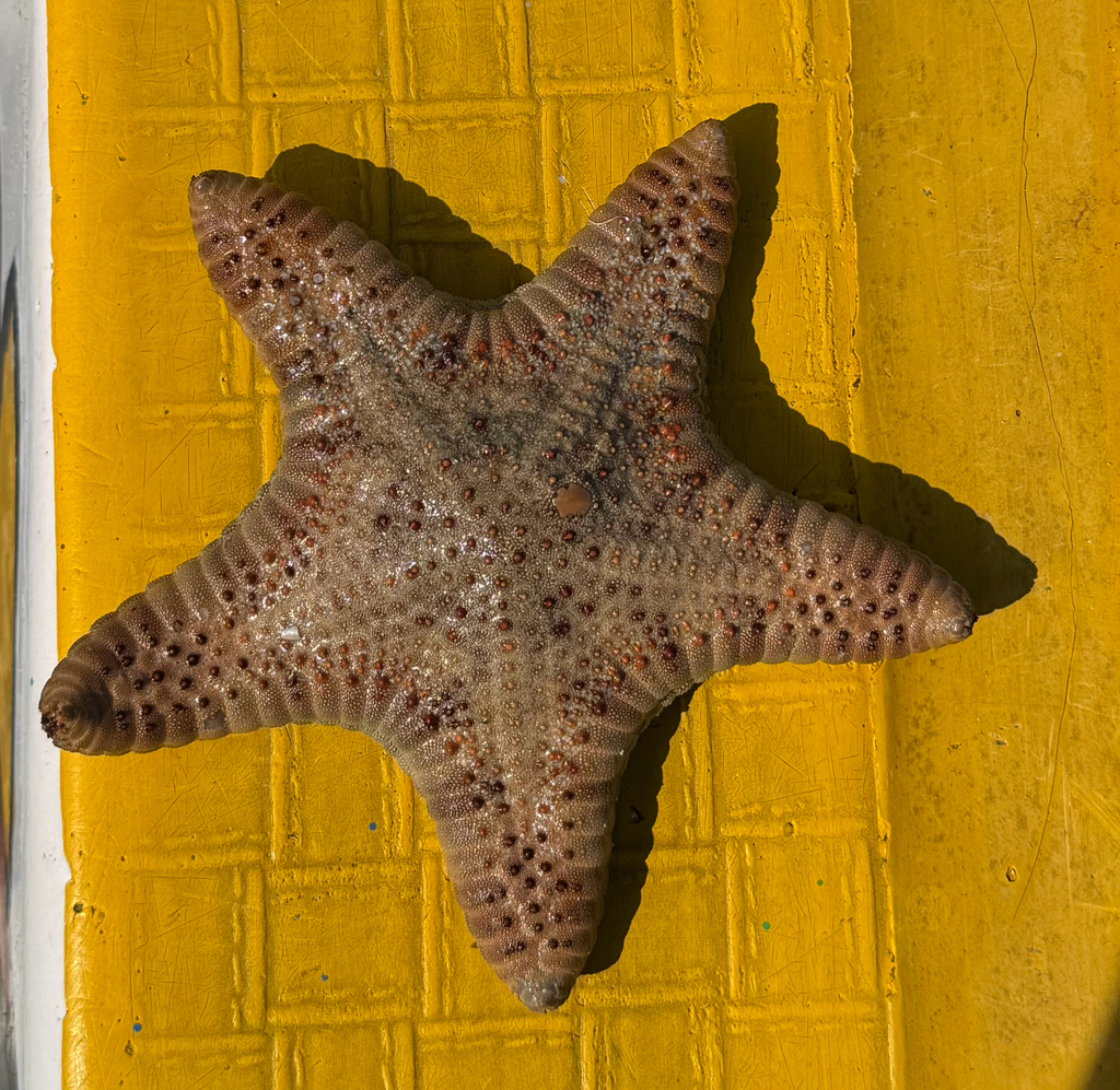 Goniodiscaster vallei