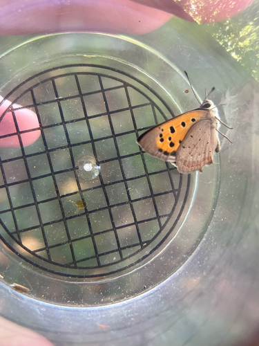Small Copper