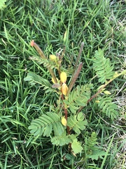 Chamaecrista nictitans