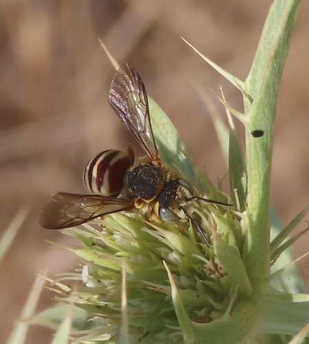 Grohmann's Yellow-Resin bee