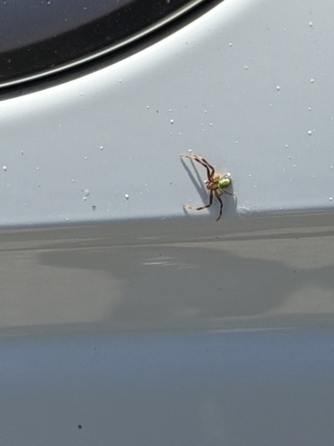 Triangle Crab Spider
