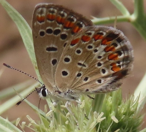 Austaut's Blue