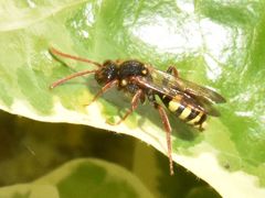 Nomada marshamella