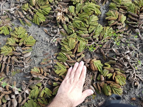 Oblong salvinia (Salvinia oblongifolia)