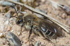 Andrena erythronii