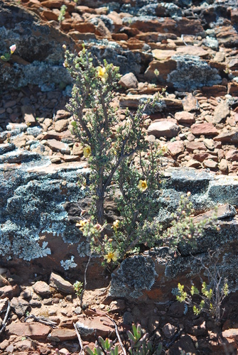 Image of Pygmy Twinleaf (Roepera pygmaea) by (c) Charles Stirton, some rights reserved (CC BY-SA)