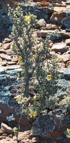 Image of Pygmy Twinleaf (Roepera pygmaea) by (c) Charles Stirton, some rights reserved (CC BY-SA)