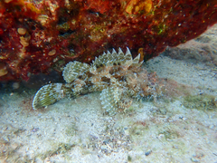 Scorpionfish