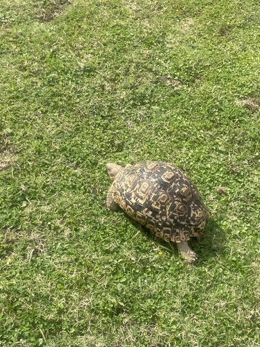 Leopard Tortoise