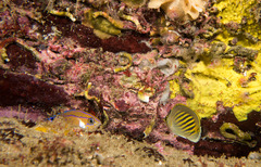 Chaetodon pelewensis