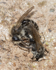 Andrena erythronii
