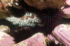 Centrostephanus rodgersii
