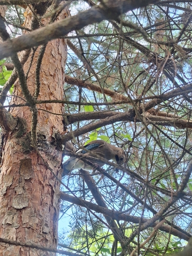 Eurasian Jay