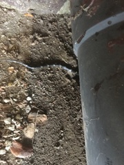 Leptodeira nigrofasciata