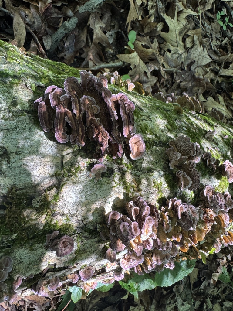 violet-toothed polypore · June 2026 · photo: Photo: (c) SiphonophoreSlinger, some rights reserved (CC BY) · iNaturalist
