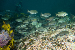 Girella elevata