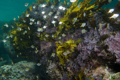 Schuettea scalaripinnis