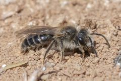 Andrena erythronii