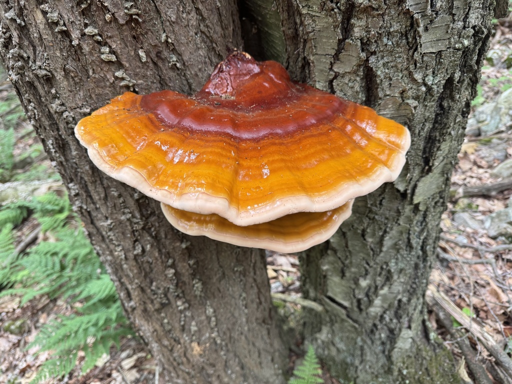 hemlock varnish shelf · June 2026 · photo: Photo: (c) SiphonophoreSlinger, some rights reserved (CC BY) · iNaturalist