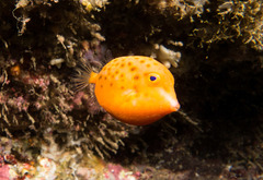 Anoplocapros inermis