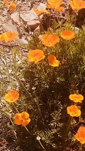 iNaturalist observation photo of California poppy