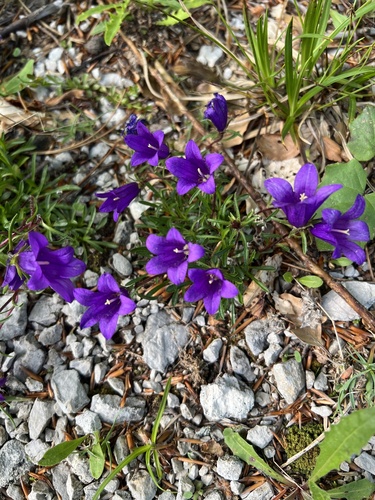 Edraianthus serpyllifolius, photograph 4