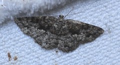 Hypomecis externaria