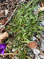 Edraianthus serpyllifolius, photograph author not stated, no rights reserved