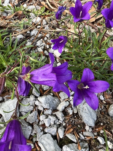 Edraianthus serpyllifolius, photograph 6