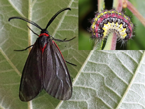 Almond-tree Leaf Skeletonizer Moth