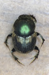 Onthophagus concinnus