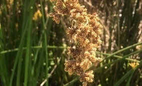 iNaturalist observation photo of California bulrush