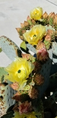 Opuntia rufida