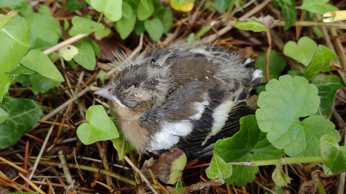 Common Chaffinch