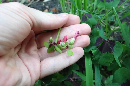 Oxalis tetraphylla