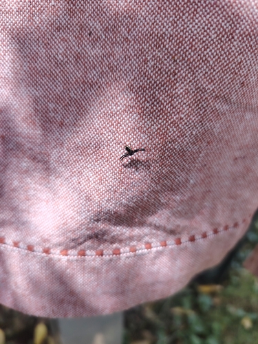 Napoleon Spider