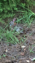 Sylvilagus floridanus