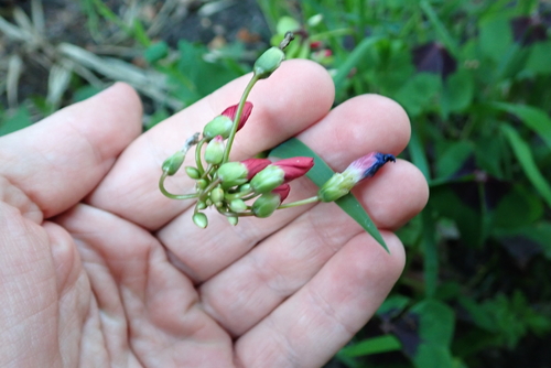 Oxalis tetraphylla