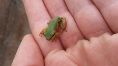Hyla intermedia
