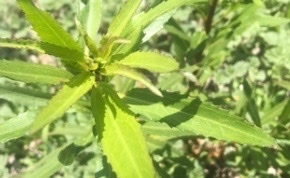 iNaturalist observation photo of mule fat