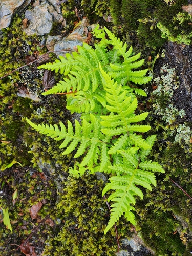 long beech fern