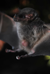 Anoura geoffroyi