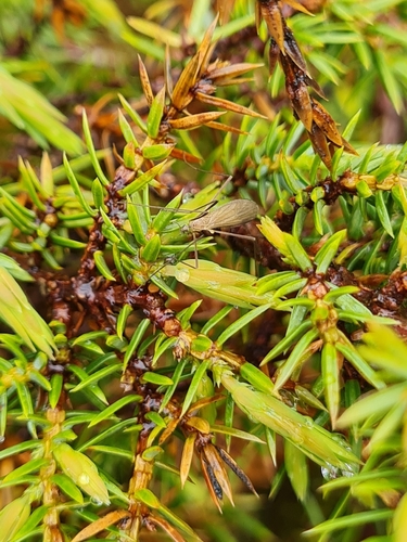 common juniper