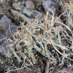 Cladonia multiformis