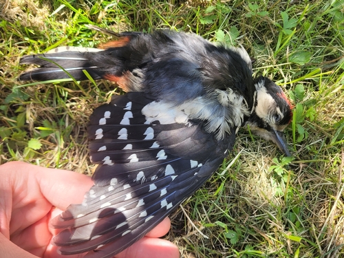 Great Spotted Woodpecker