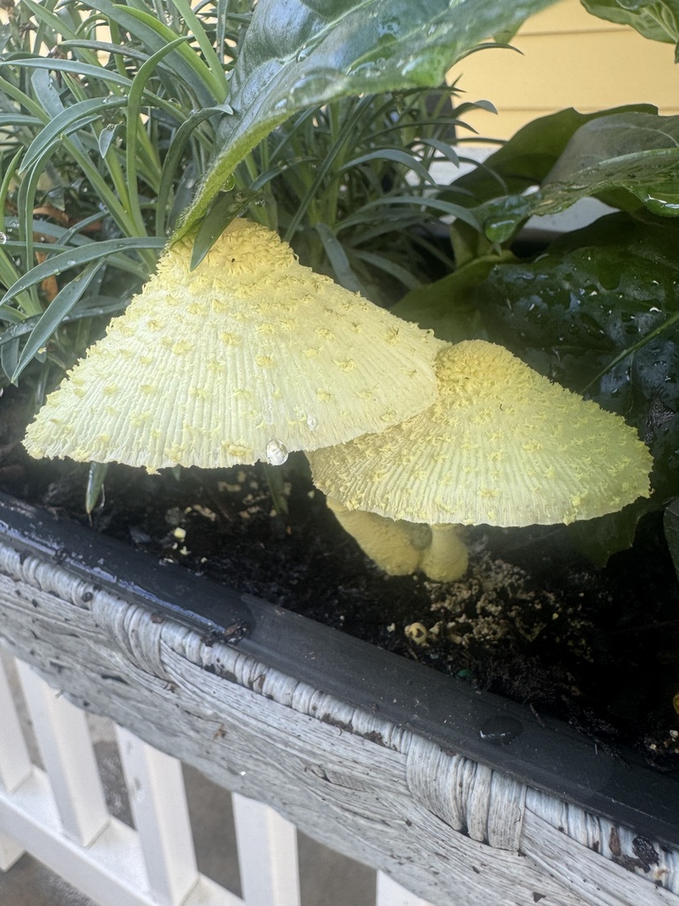 flowerpot parasol · June 2026 · photo: Photo: (c) Rich, some rights reserved (CC BY) · iNaturalist
